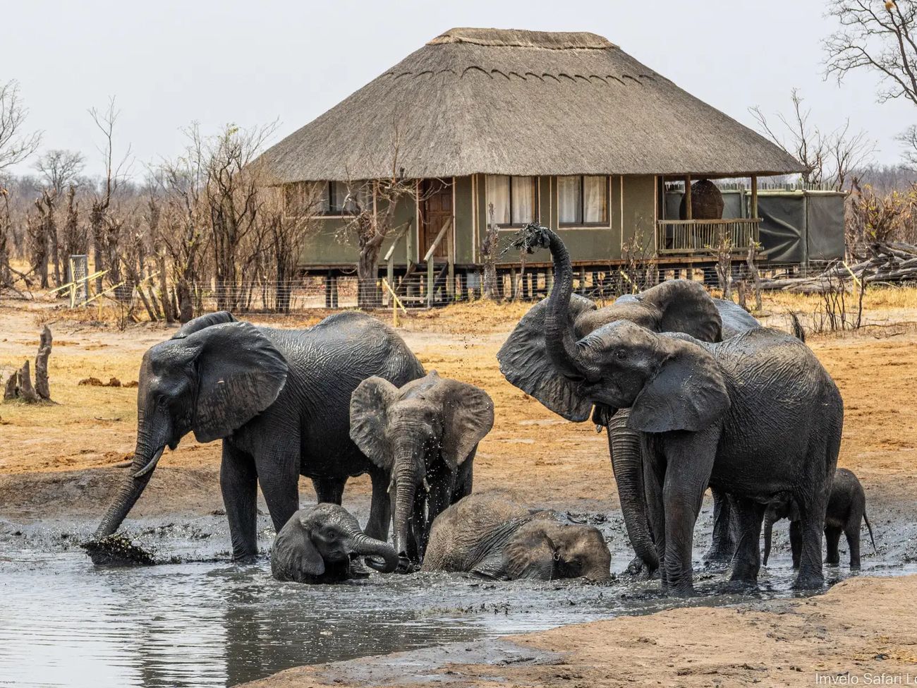 5-Day Hwange Safari Experience