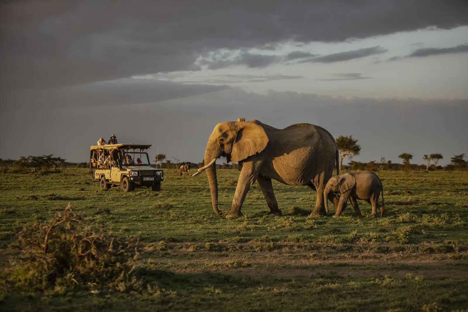 8 Day Amboseli, Mount Kenya & Masai Mara Flying Safari