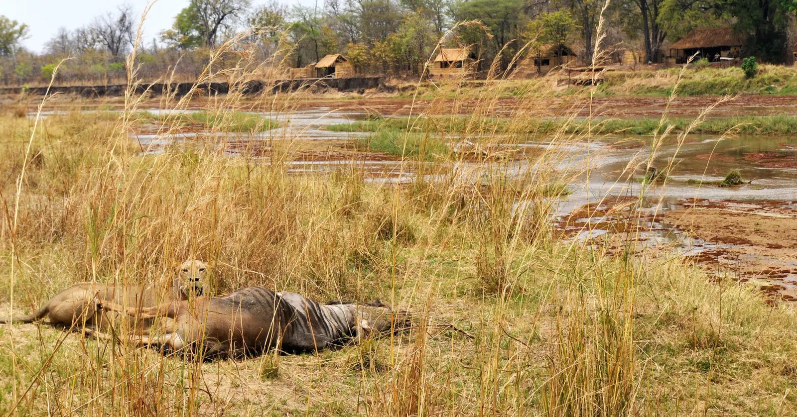 A Lion Kill at Mwaleshi Camp
