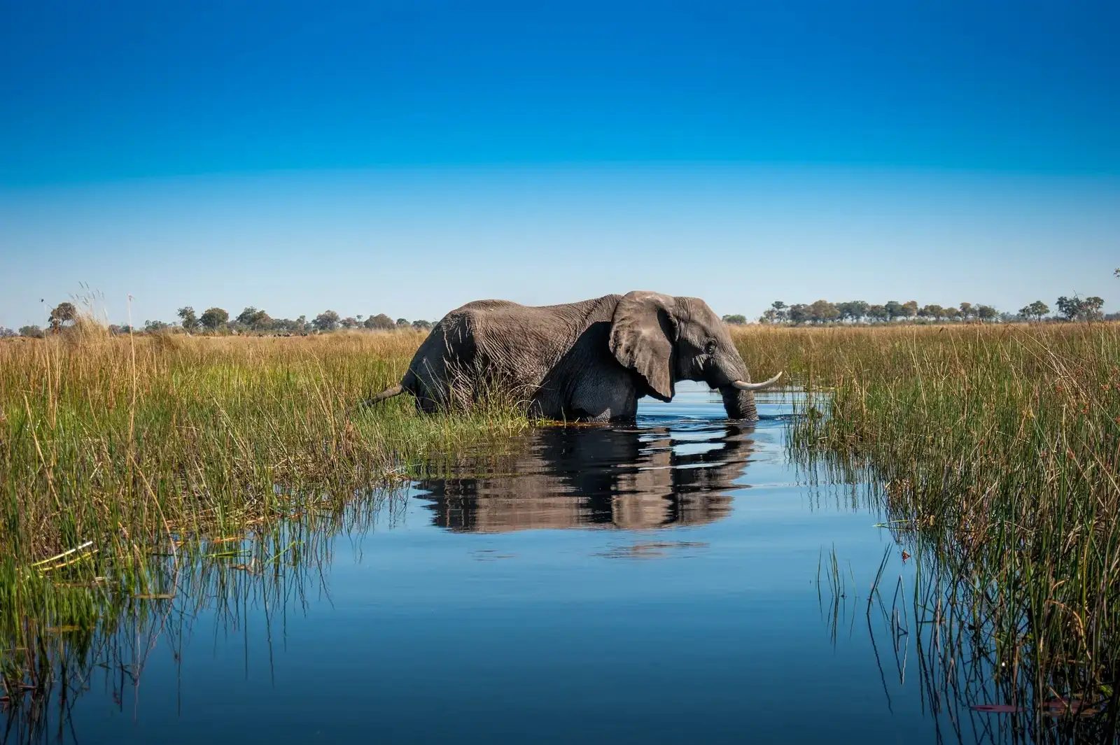 A quiet visitor on the Delta