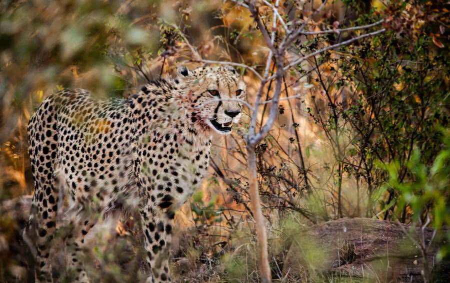 Welgevonden Game Reserve