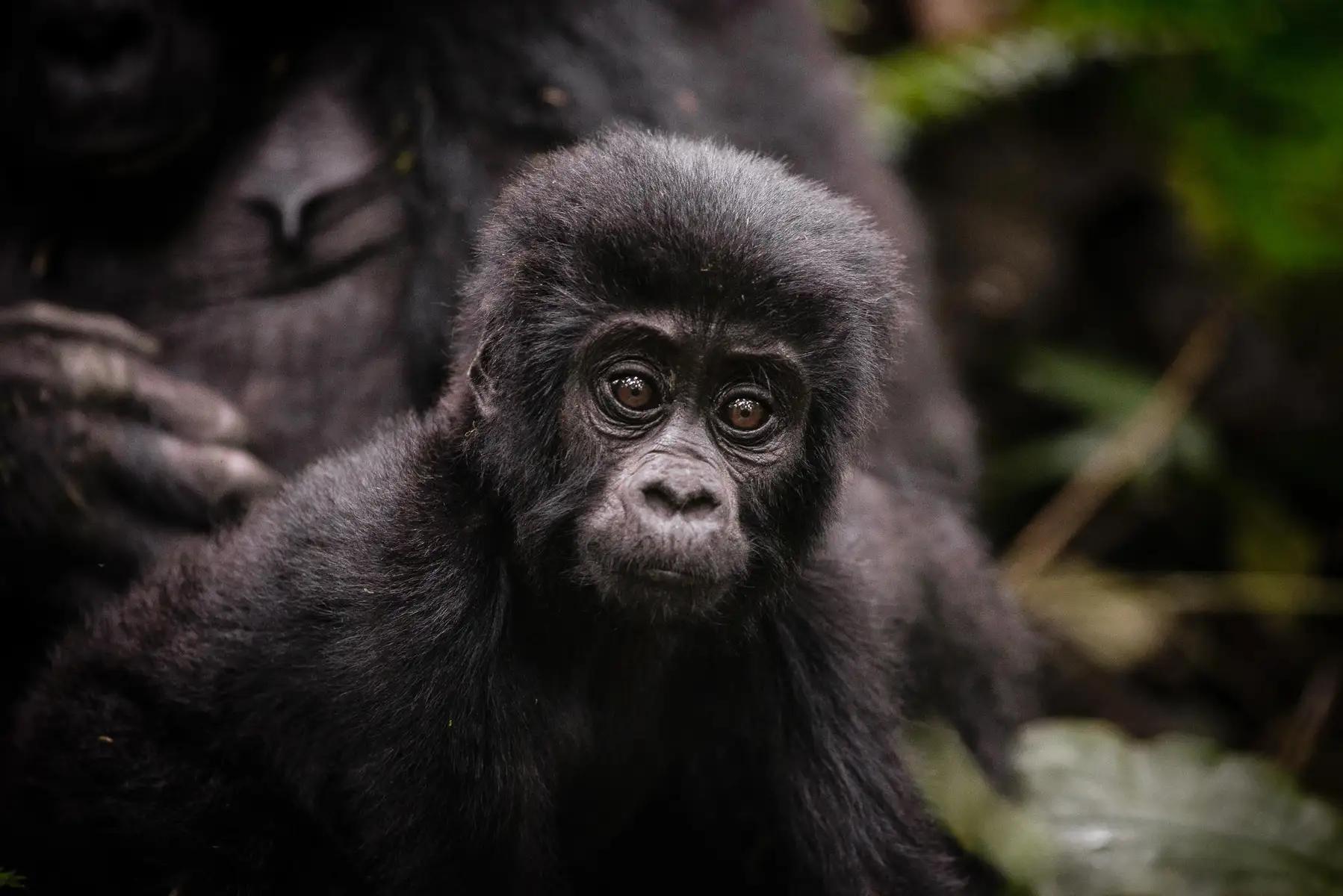 Sanctuary Gorilla Forest Lodge