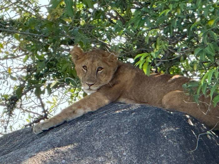 Our guests from the US experienced a Northern Serengeti safari and witnessed the dramatic wildebeest crossing firsthand." When the wildebeest busted through the bushes next to our truck we were stunned. "