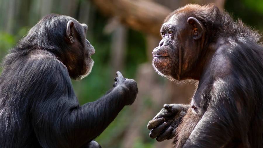 Gorilla & Chimp Trekking