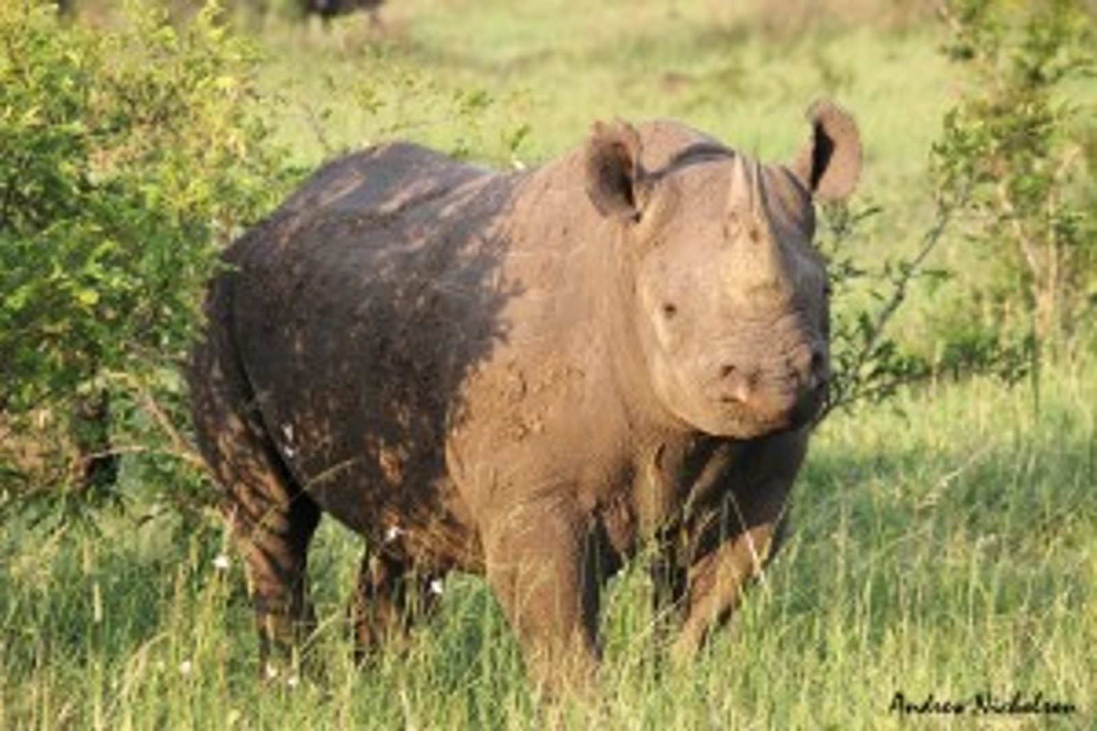 Black Rhino