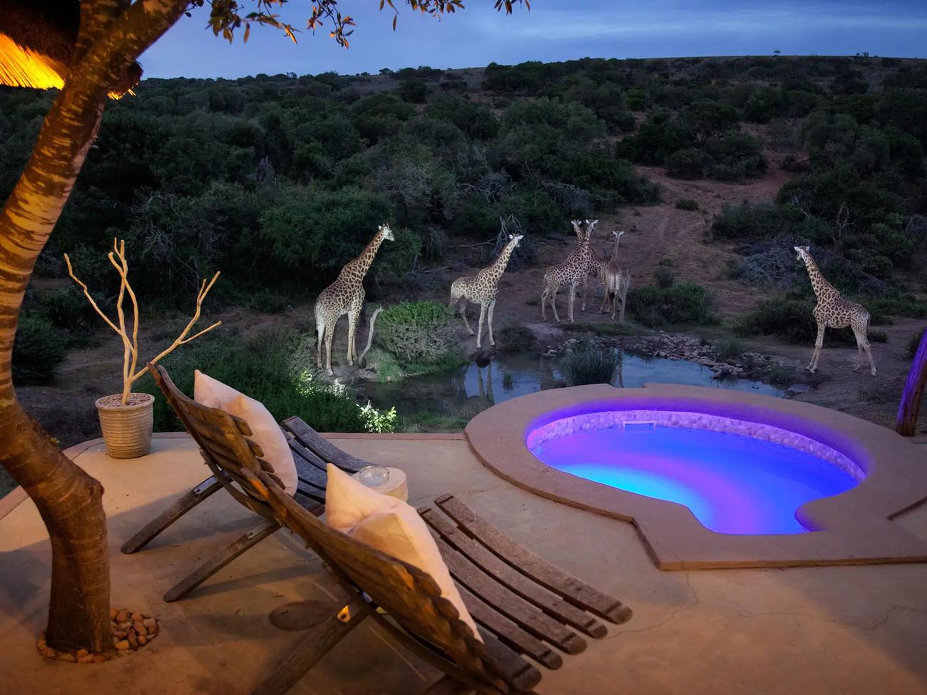 7-Day Luxury Cape Town To Amakhala - Beach & Bush Safari