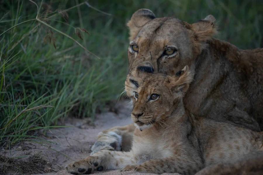 Greater Kruger National Park