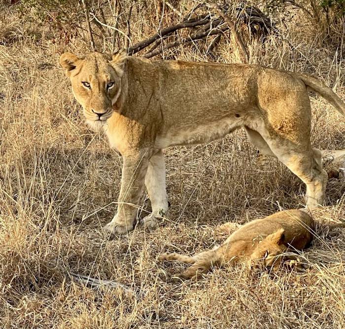 Our guests from North Carolina described their stay at Sabi Sabi Bush Lodge, near Kruger National Park as their most incredible adventure. Their unforgettable South Africa experience inspired them to return with family and consider a third trip