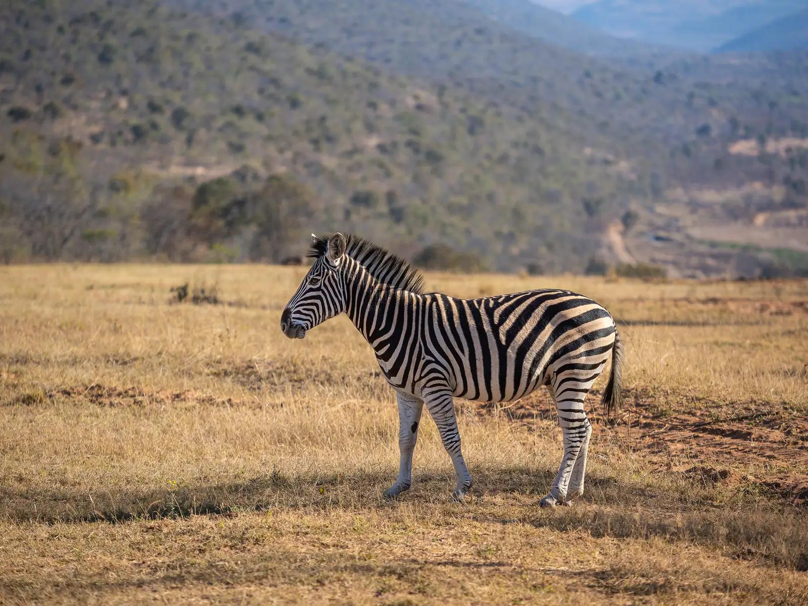 Clifftop Exclusive Safari Hideaway