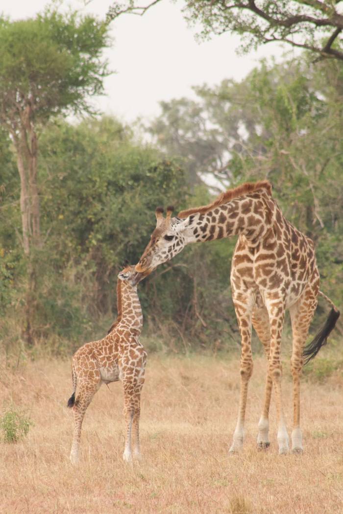 Our guests from Singapore who dined under the stars, encountered lions, cheetahs, and giraffes, and flew between AndBeyond Klein’s Camp, Grumeti Serengeti River Lodge, and Ngorongoro Crater Lodge during their unforgettable Tanzania safari