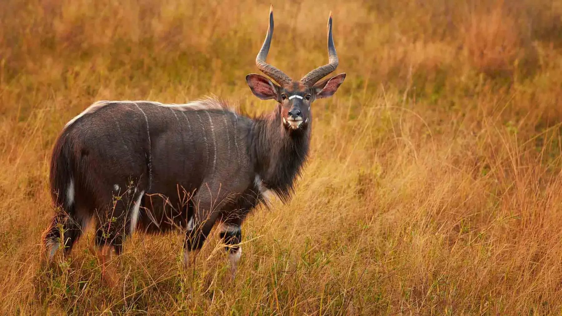 Phinda Private Game Reserve