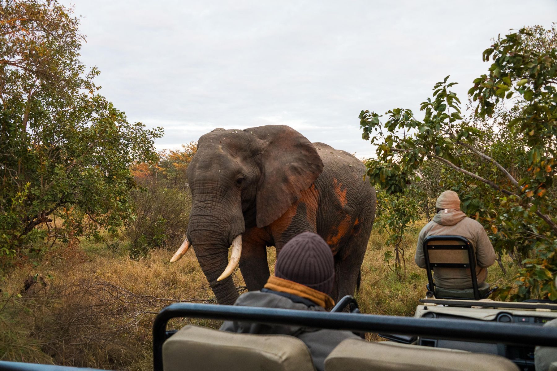 Inyati Game Lodge
