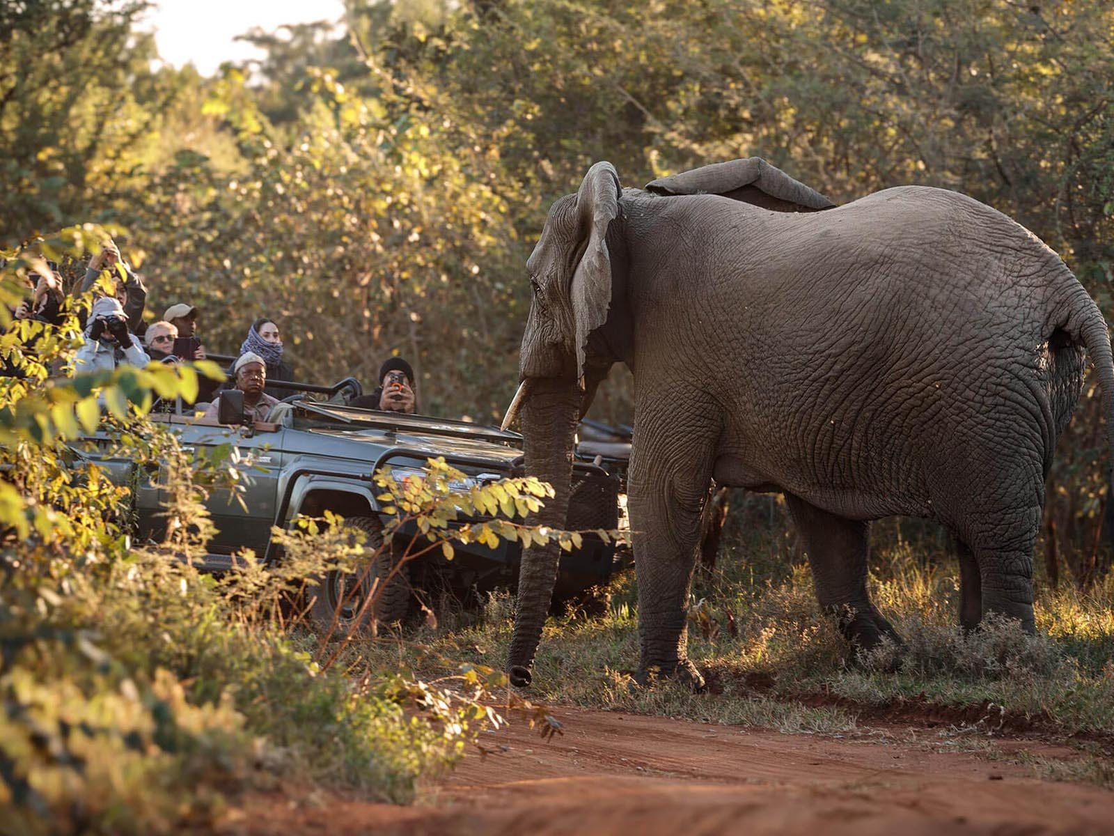 An elephant bull crosses the track in front of a full game-drive vehicle at Karongwe