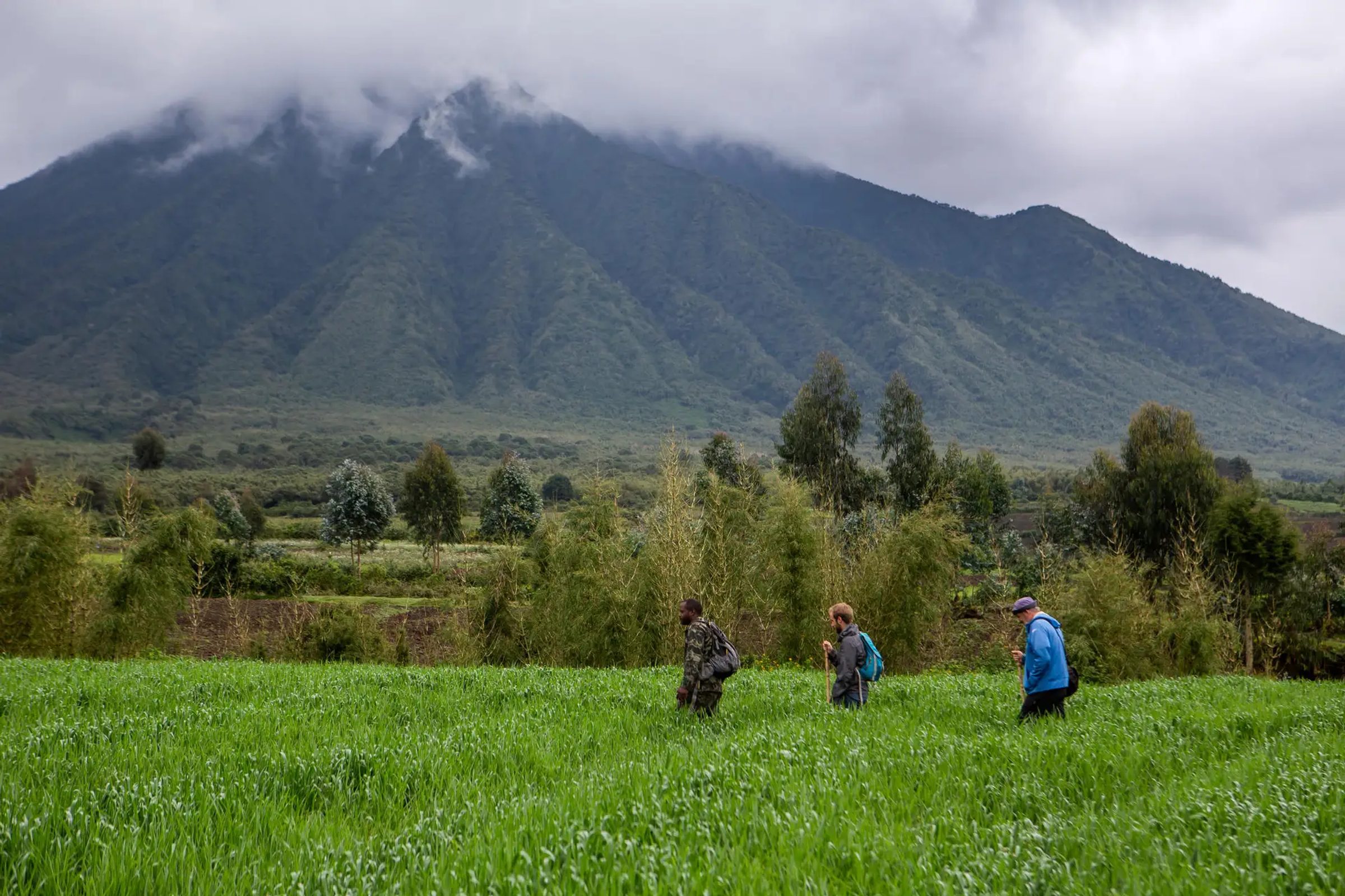 5-Day Ultra Luxury Gorilla and Golden Monkey Trek in Rwanda