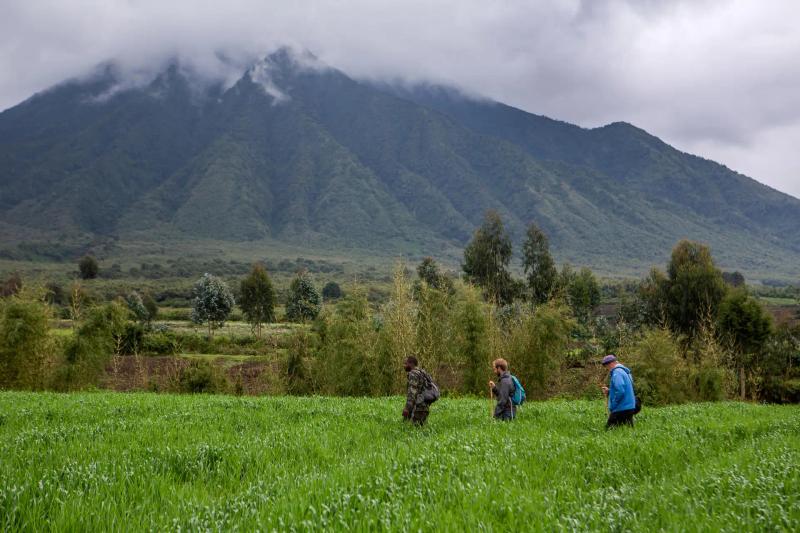 5-Day Ultra Luxury Gorilla and Golden Monkey Trek in Rwanda