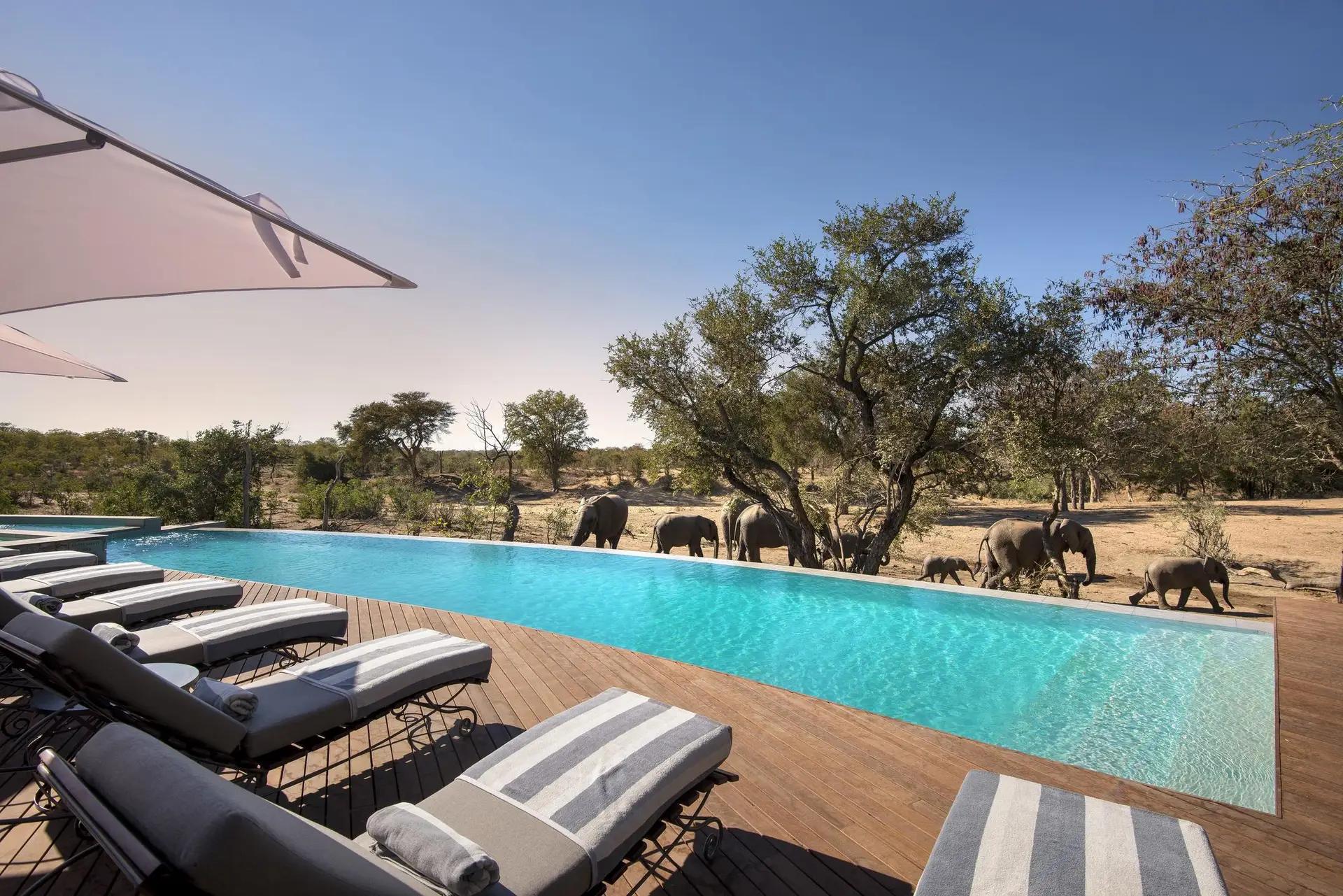 3-Day Fly-In All-Inclusive &Beyond Ngala Safari Lodge