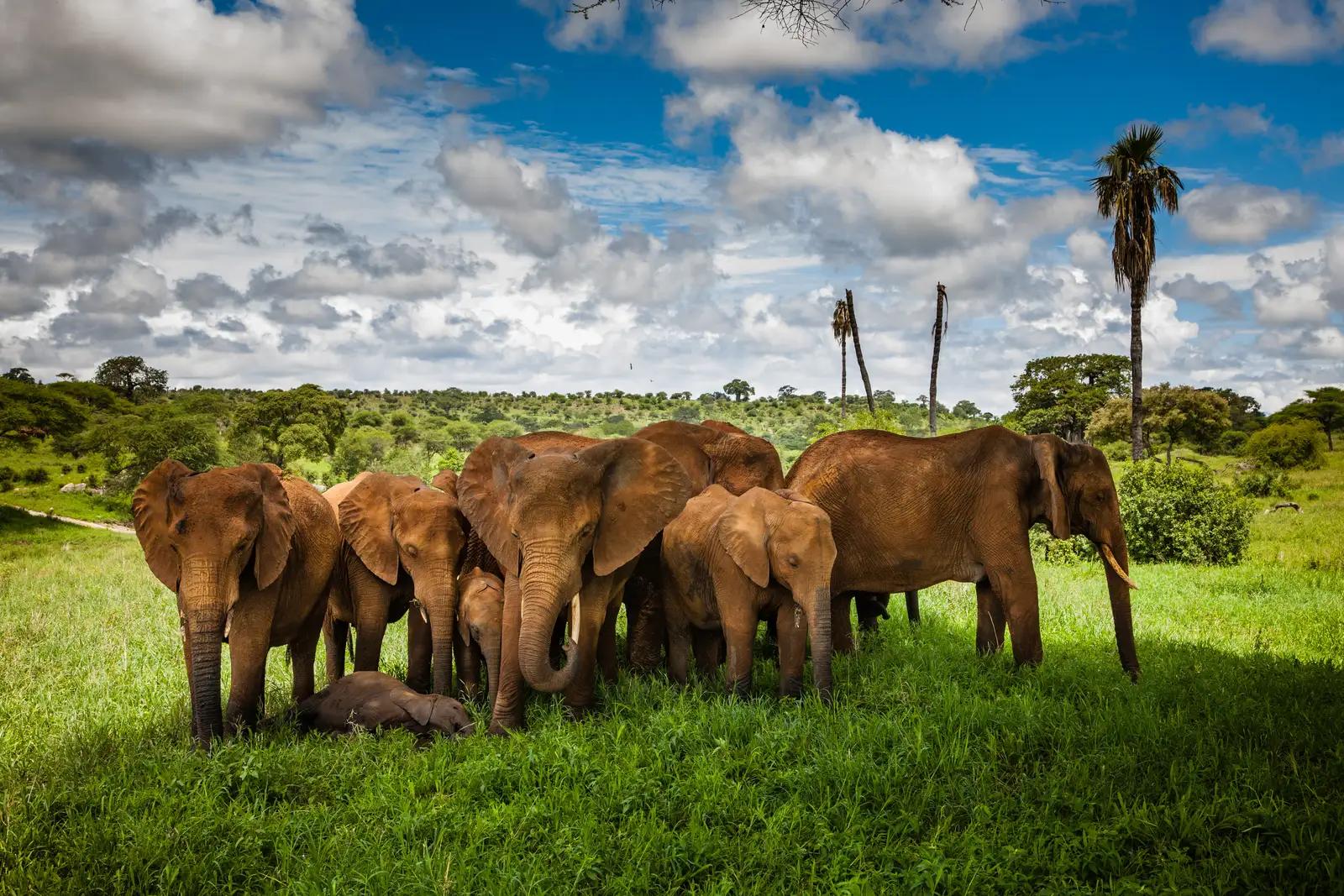 Tarangire Treetops