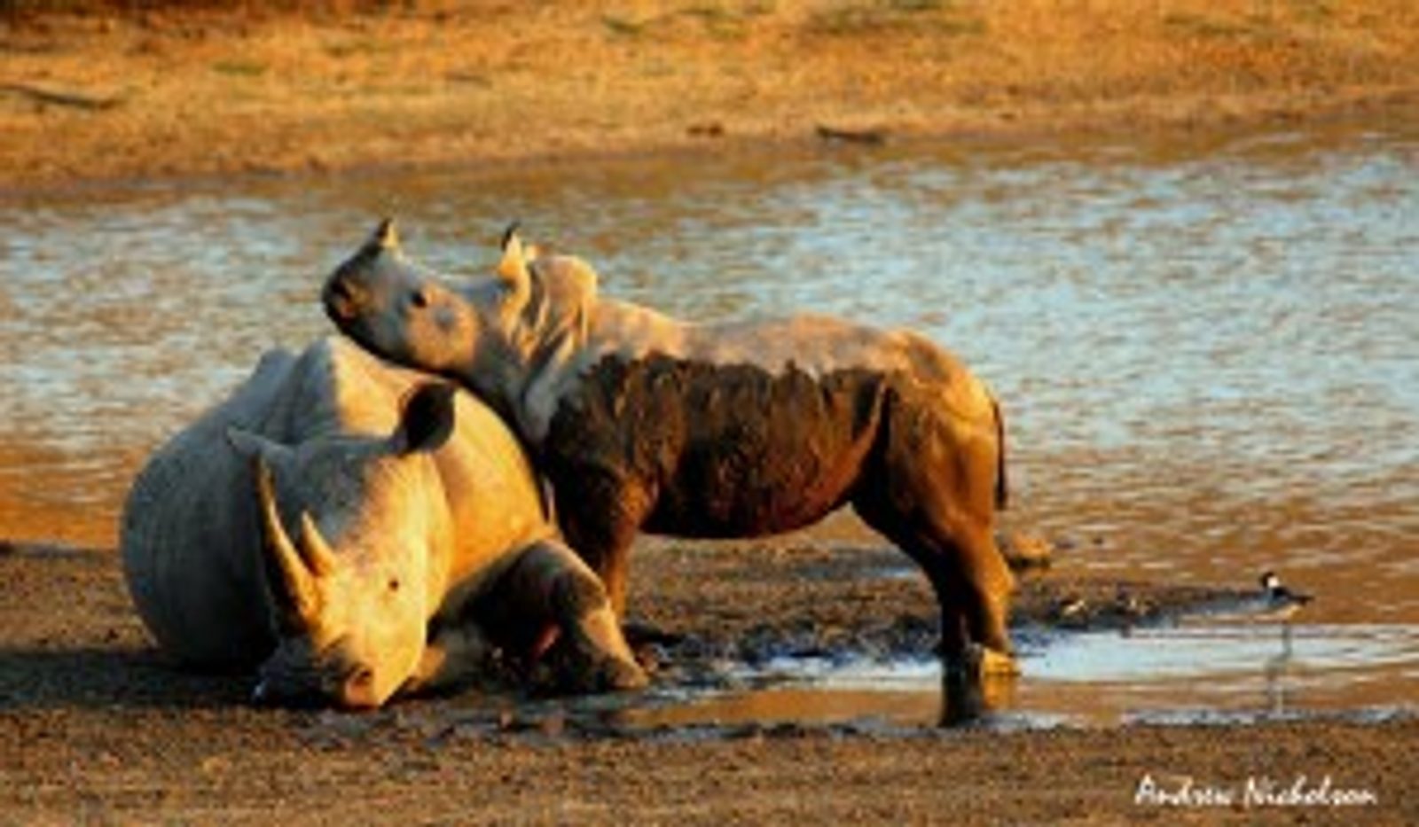 Rhino
