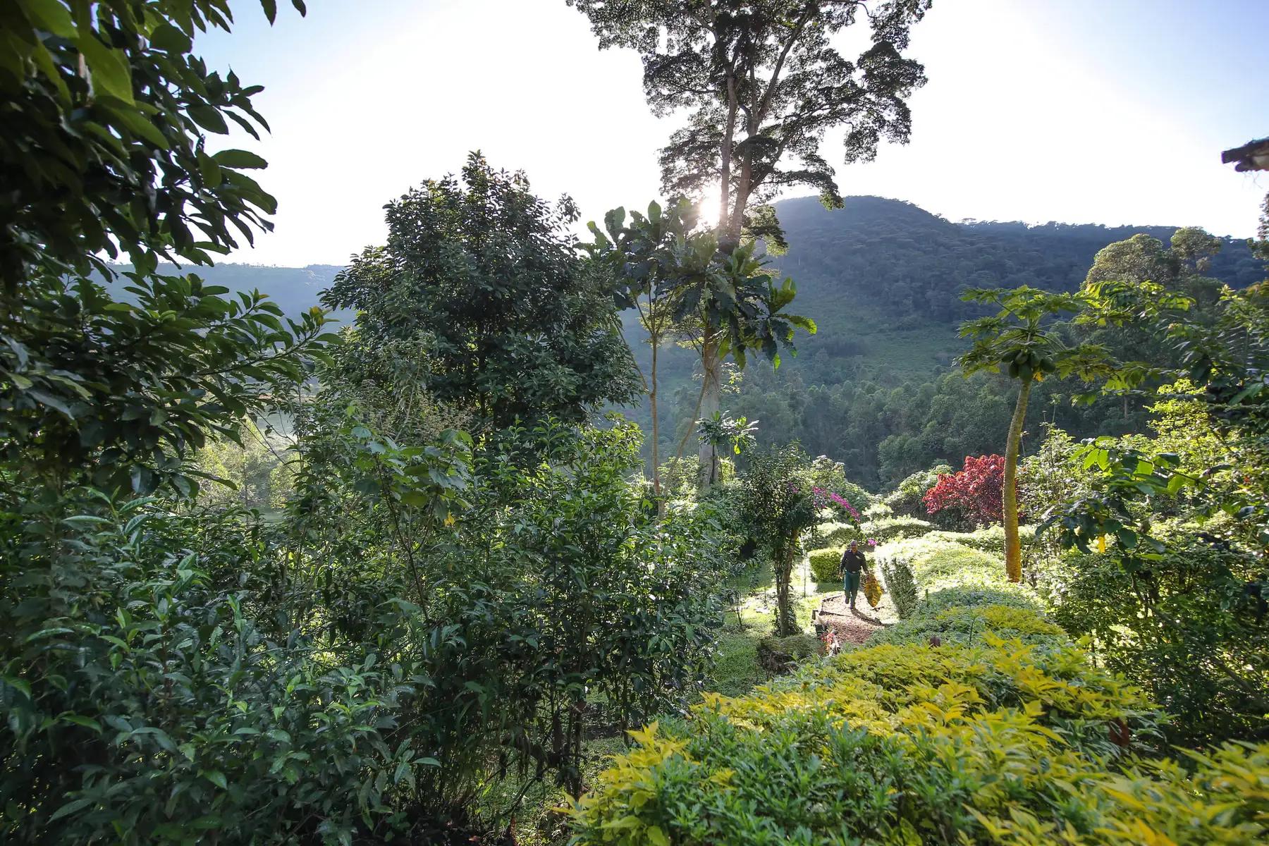 4 Day Uganda Fly-in Gorilla Safari