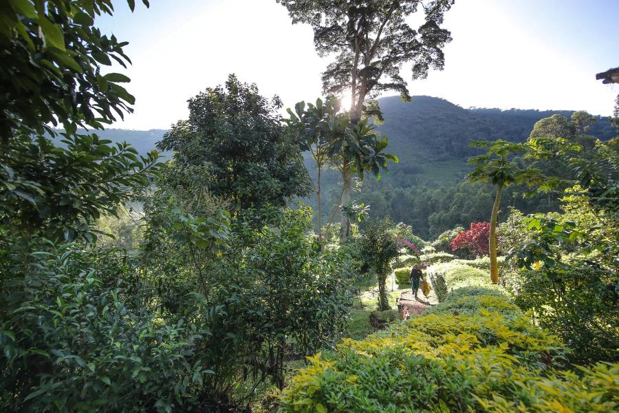 4 Day Uganda Fly-in Gorilla Safari