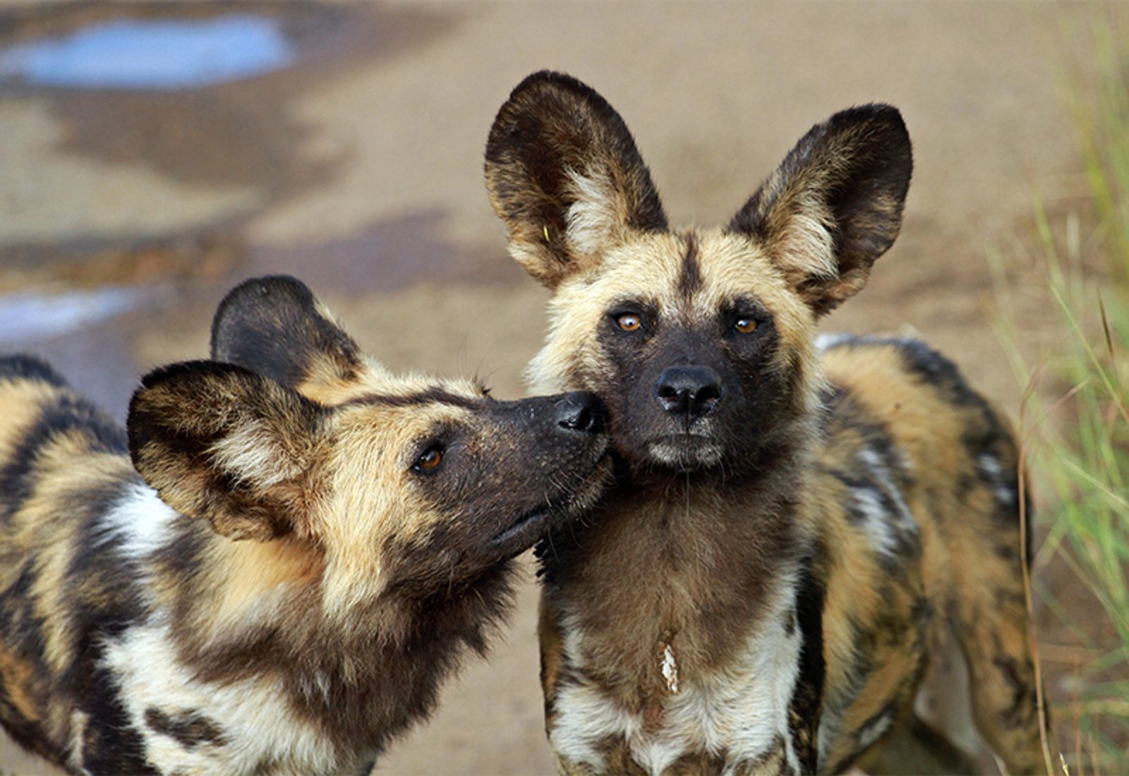 Two African wild dogs embracing