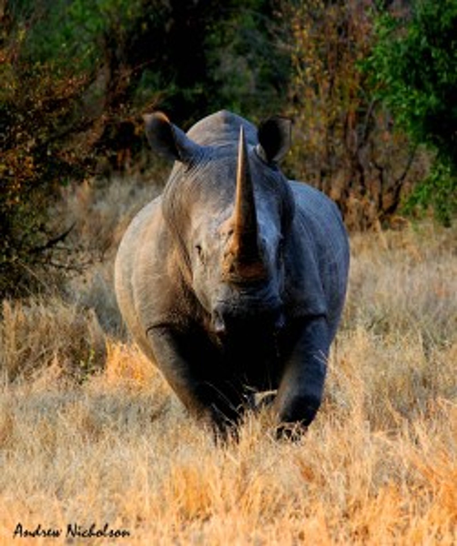 Rhino Bull