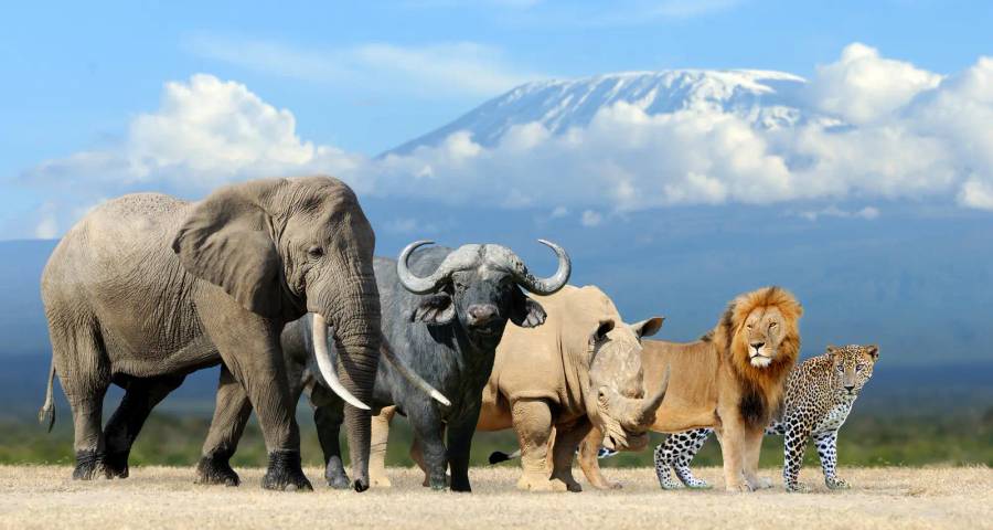Big 5 Safaris