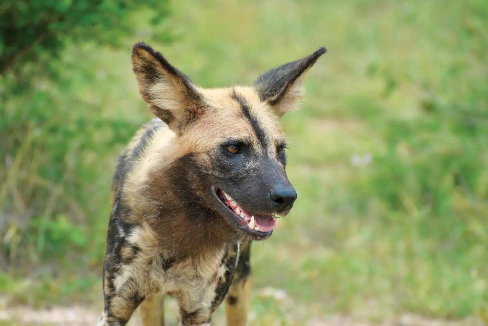 7 Day Madikwe & Cape Town