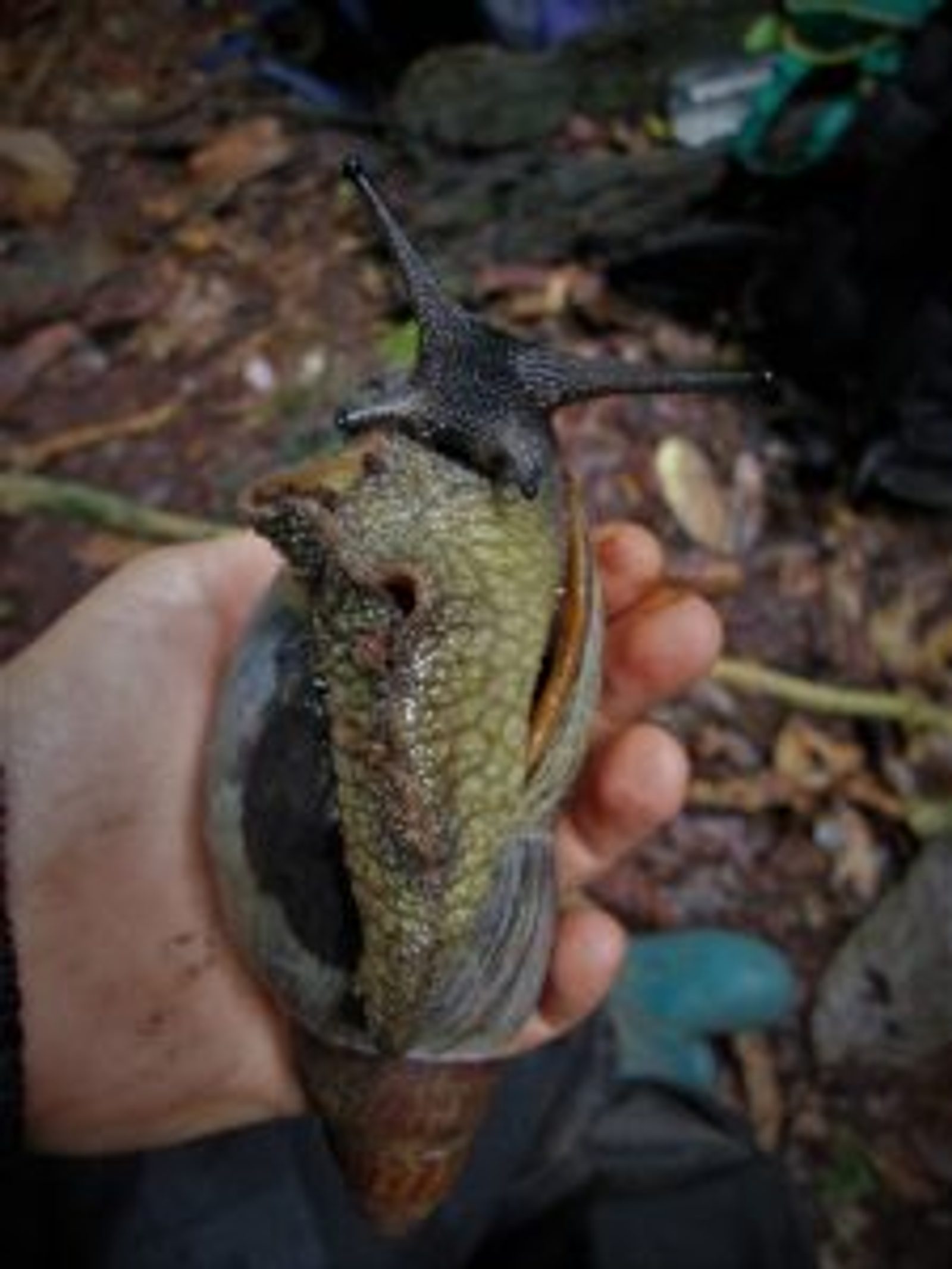 Obô giant snail