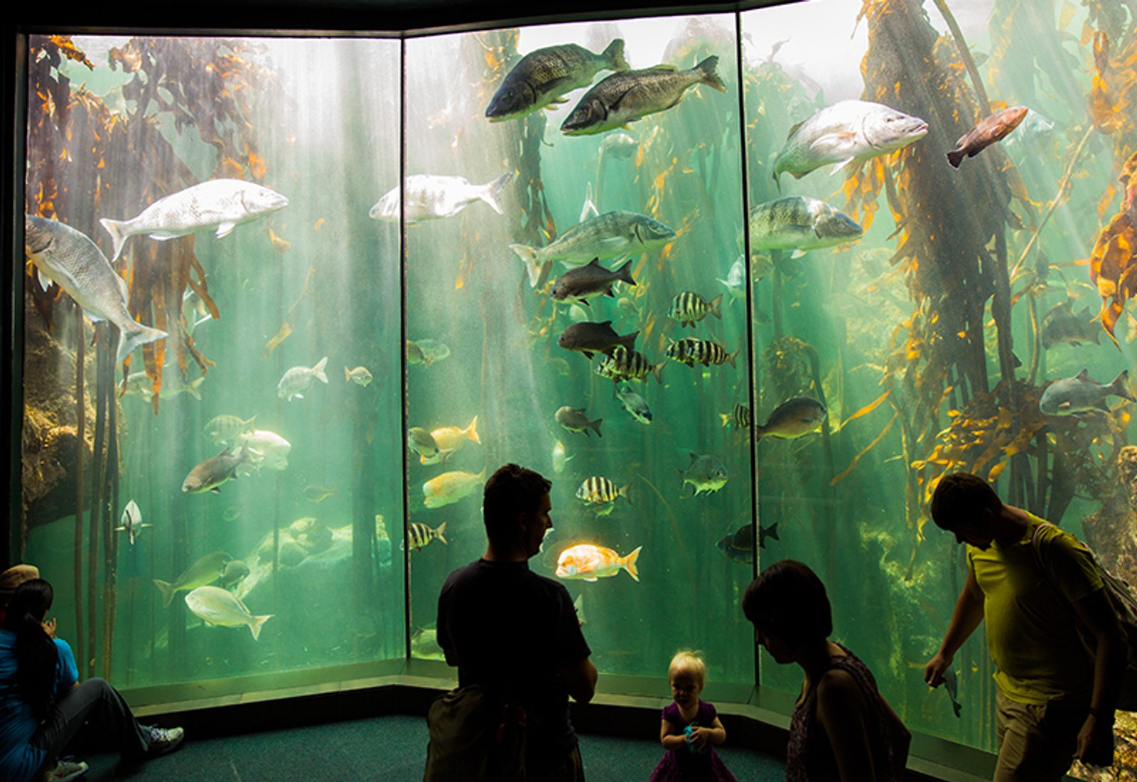 Two Ocean's Aquarium family friendly things to do in Cape Town