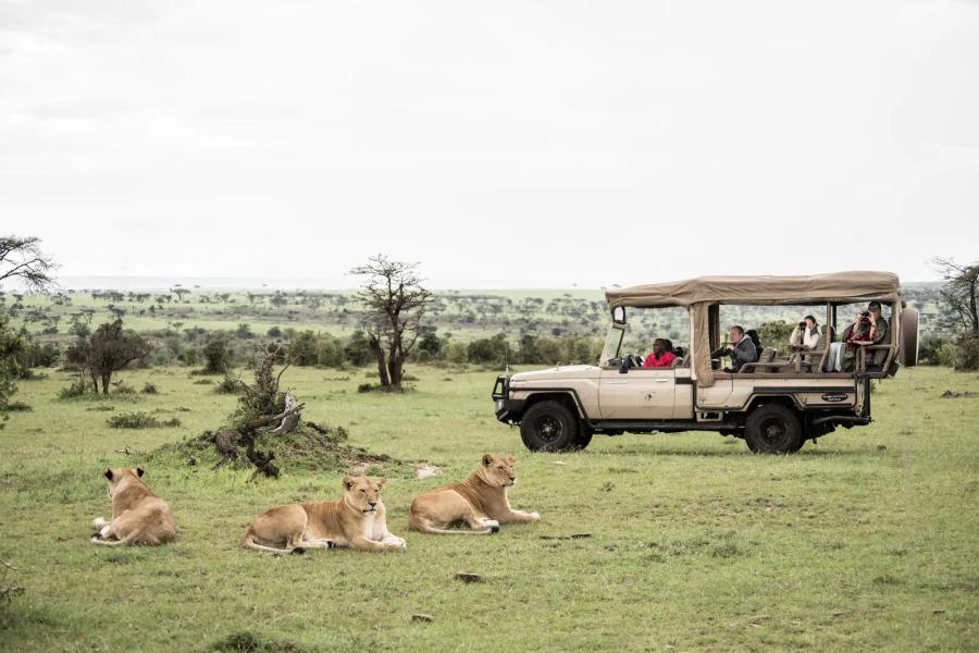 Porini Lion Camp
