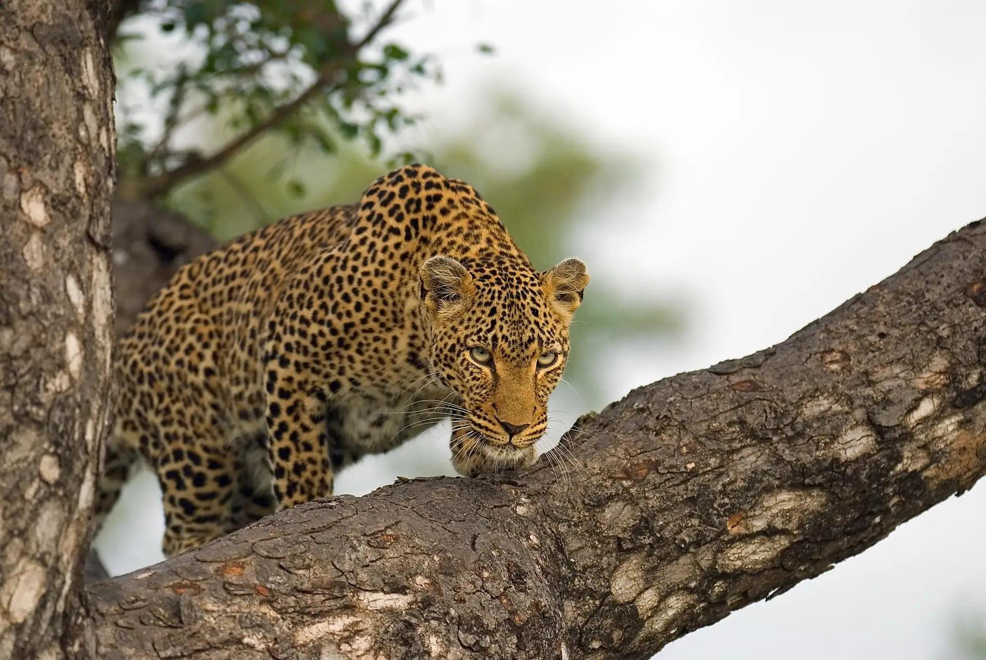 Pondoro Game Lodge