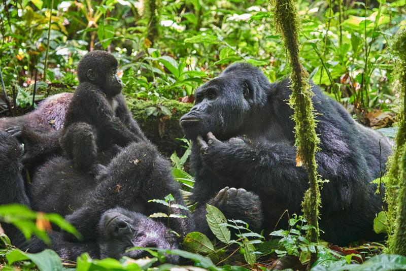 4 Day Uganda Fly-in Gorilla Safari