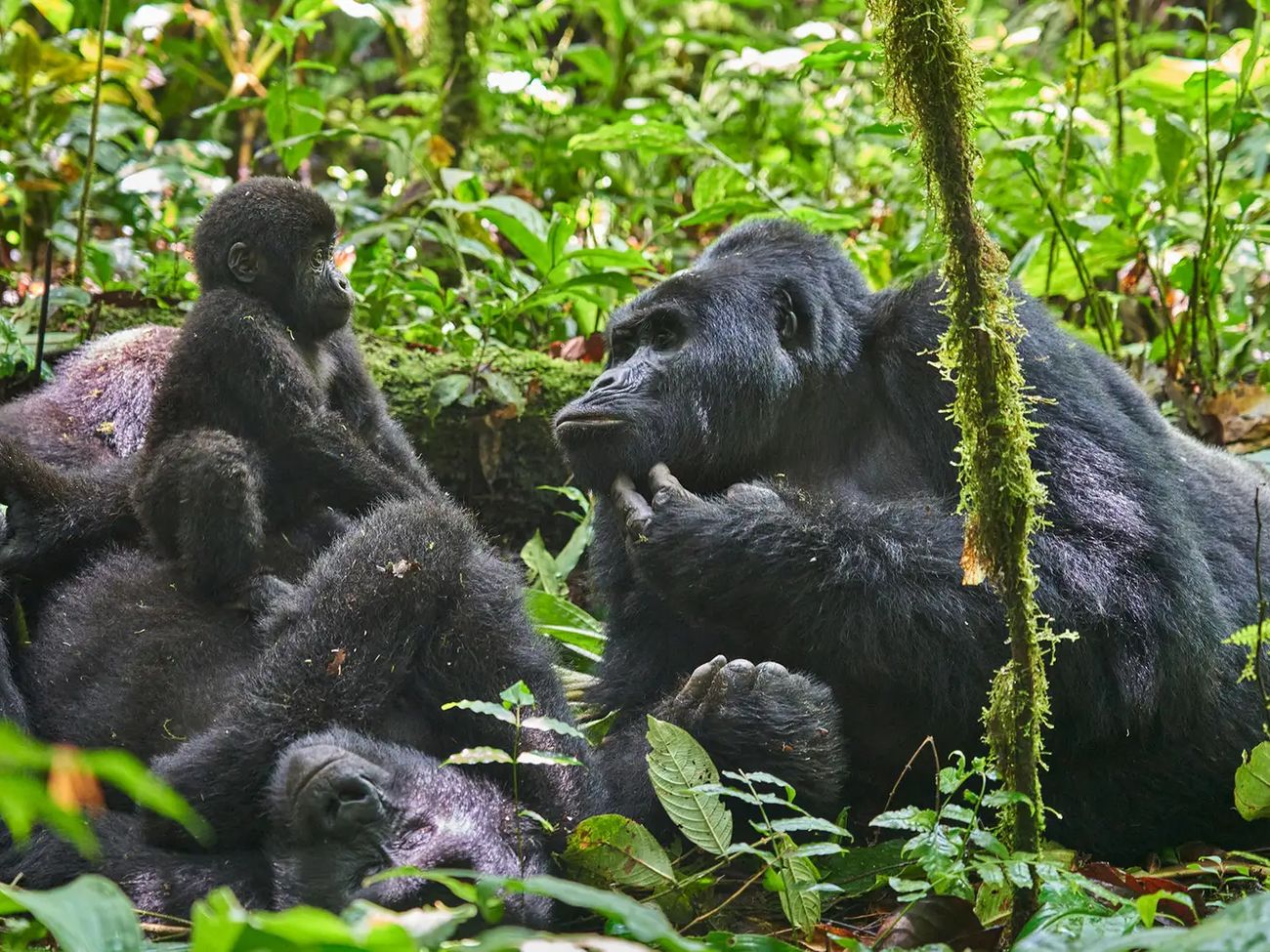 4 Day Uganda Fly-in Gorilla Safari