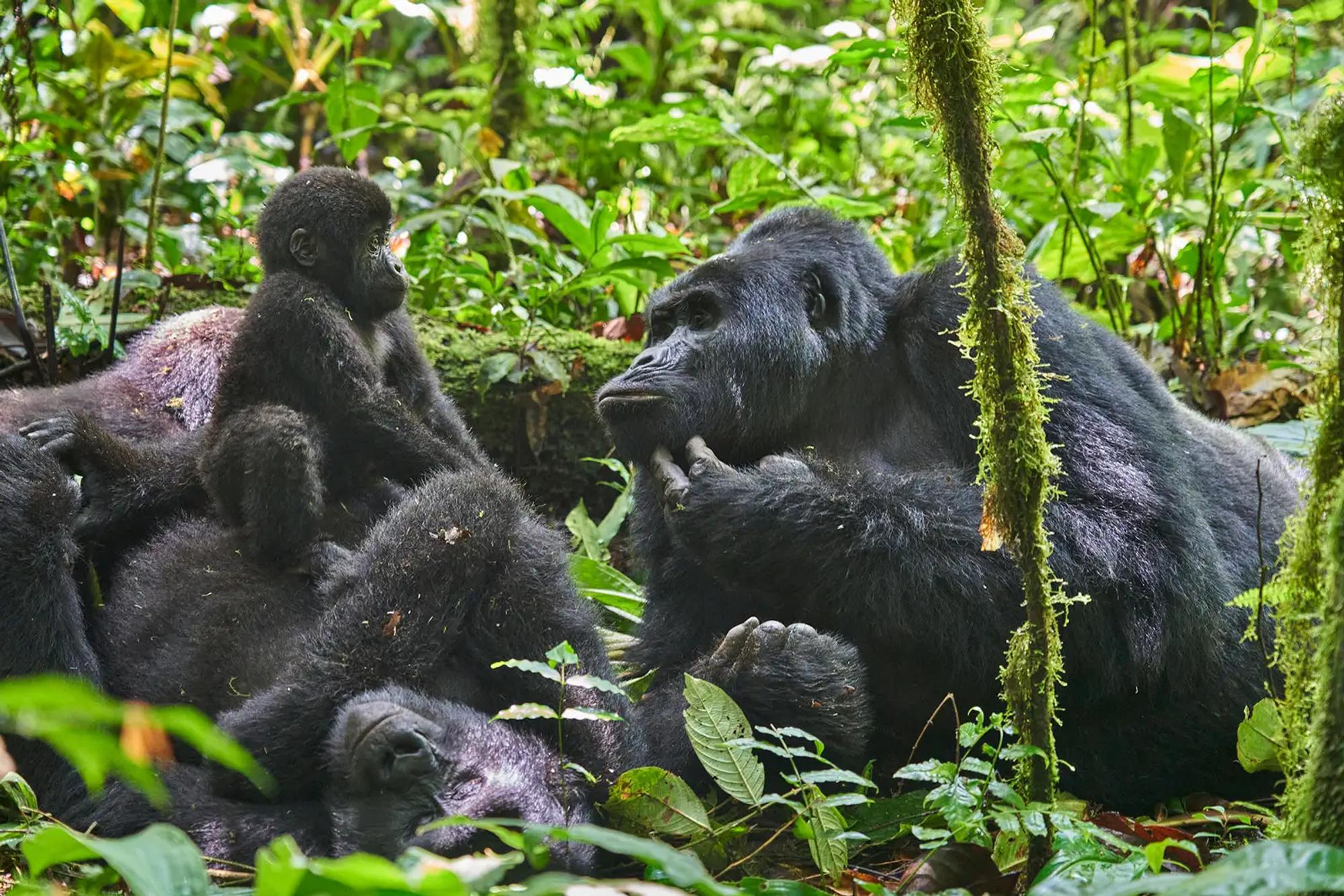 4 Day Uganda Fly-in Gorilla Safari