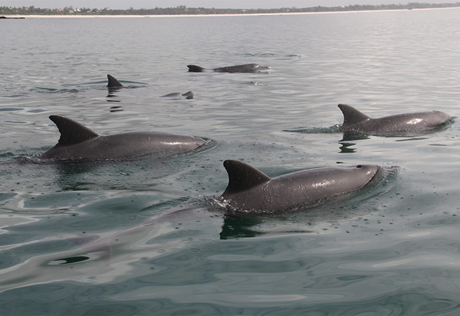 dolphins swimming right up next to a boat in Watamu