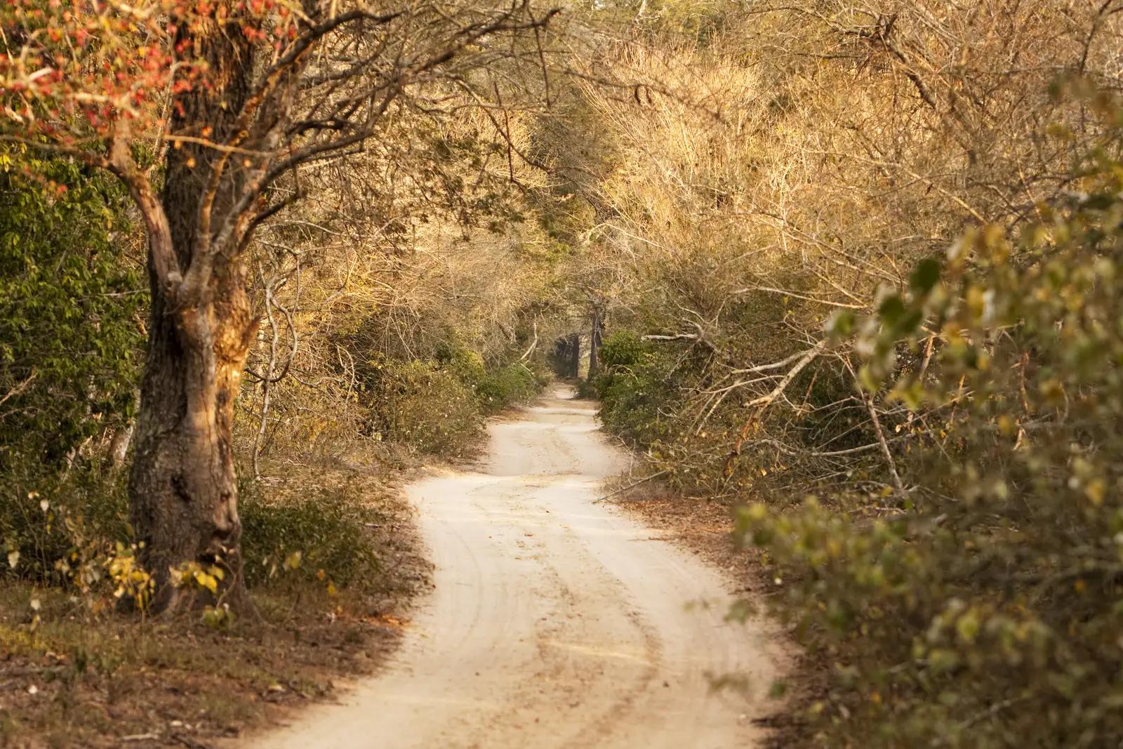 AndBeyond Phinda Forest Lodge