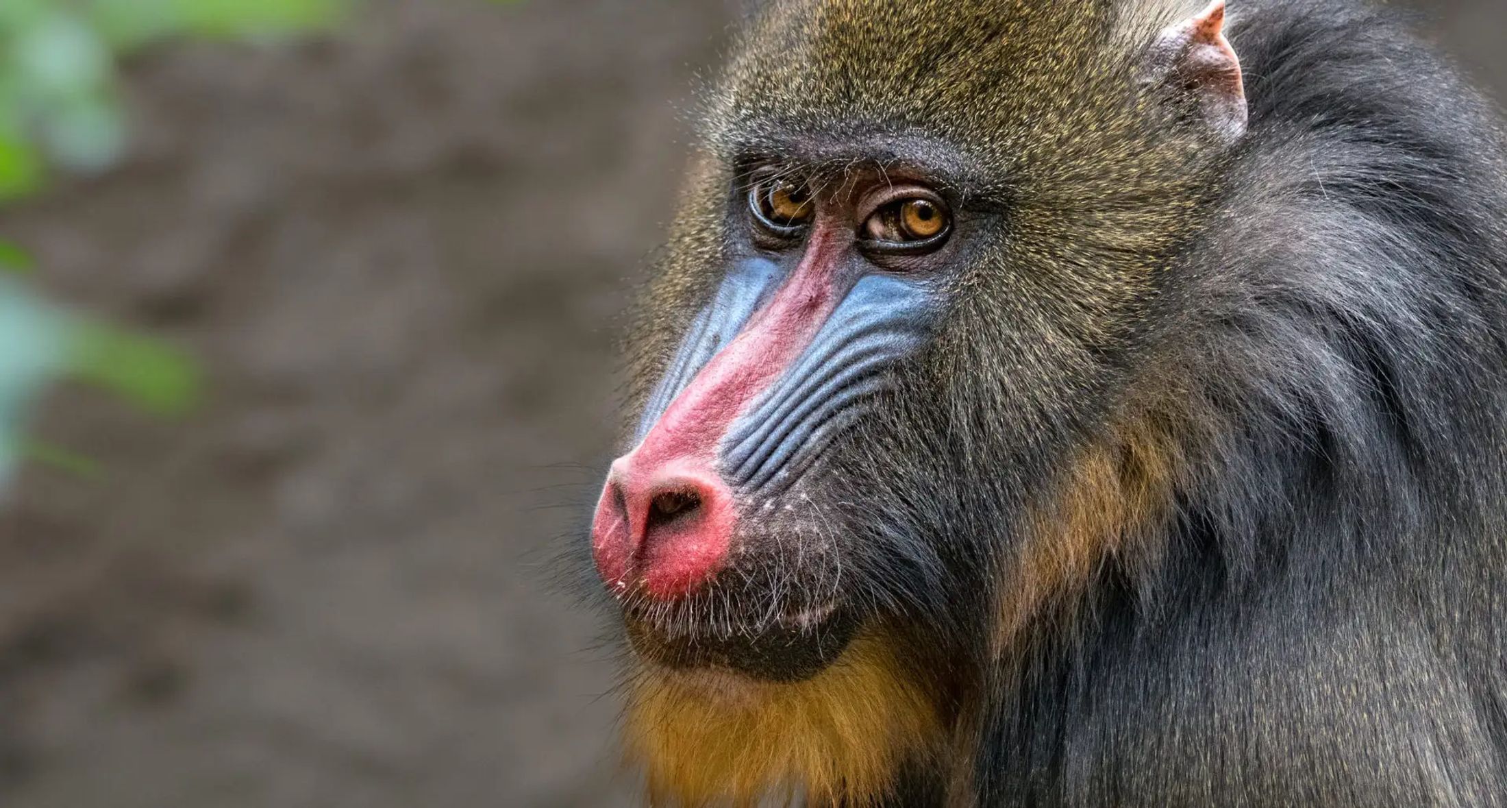 Colourful primate to be protected