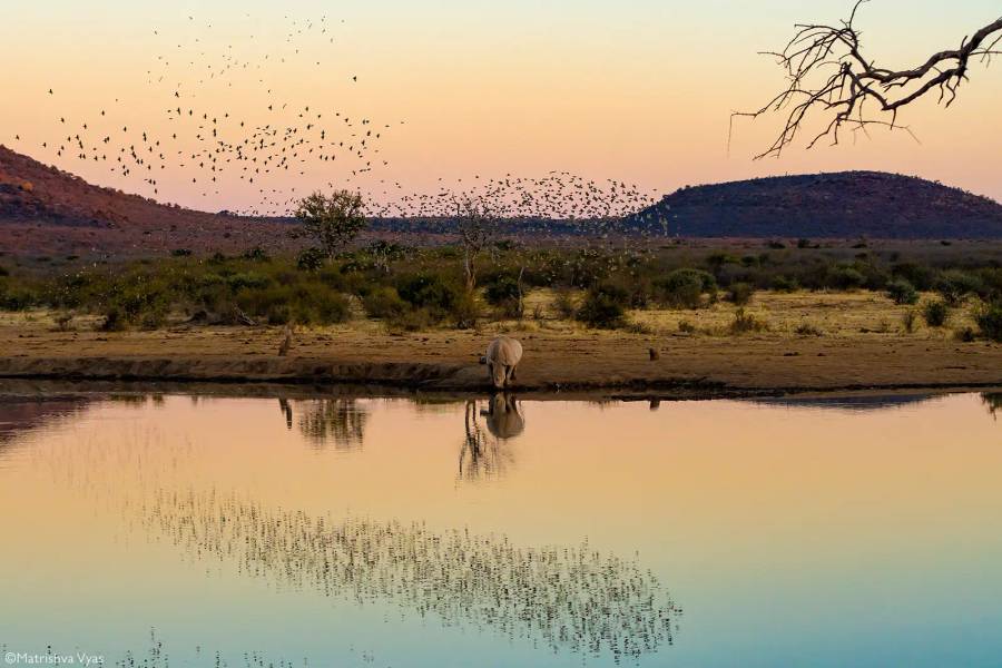 Madikwe & Pilanesberg