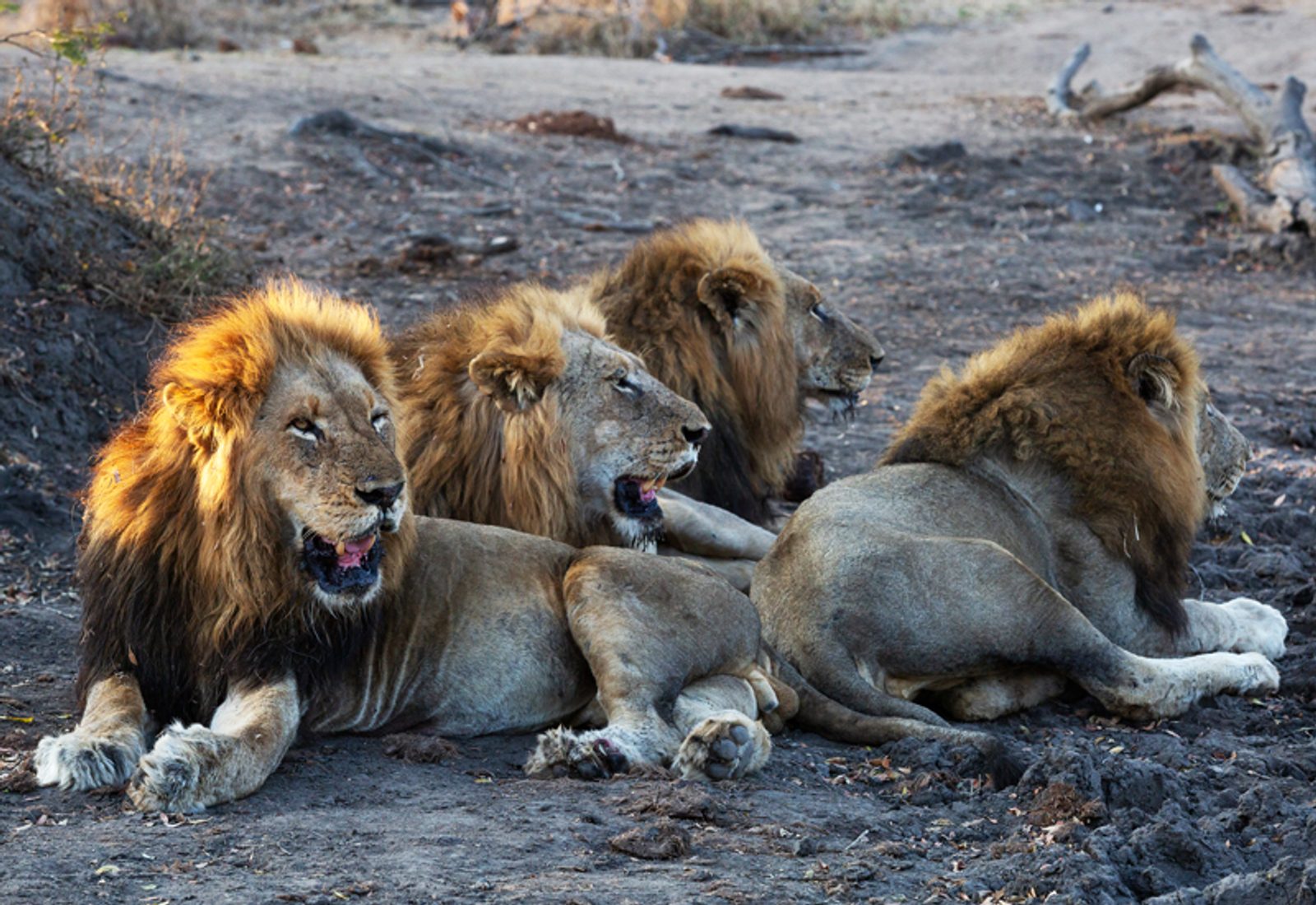 Four male lions share an alliance.