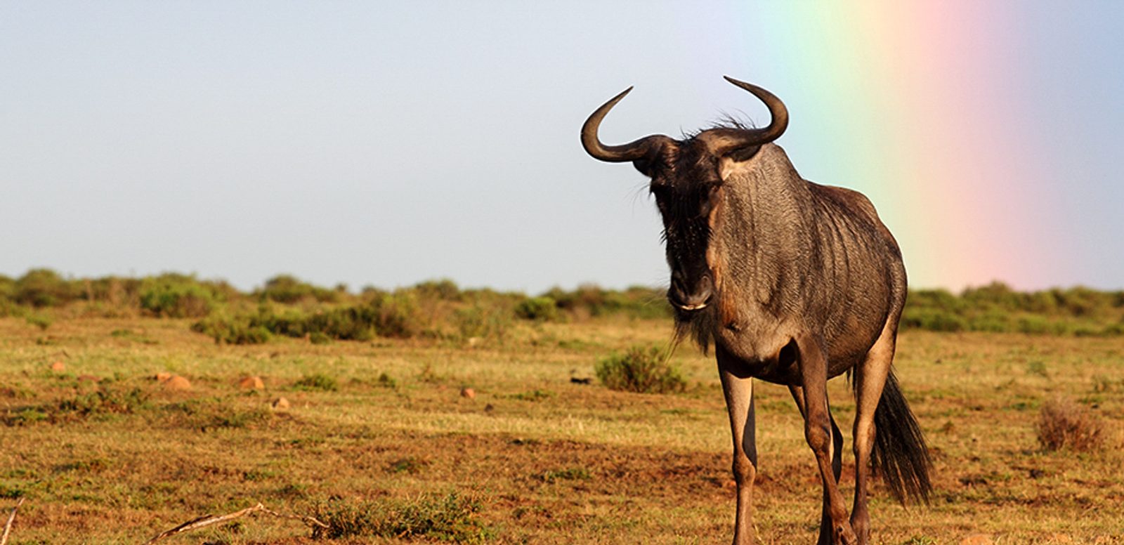 A Blue Wildebeest, with a rainbow in the background.