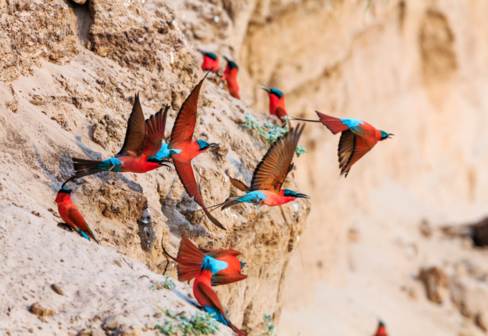 Carmine bee-eaters nesting in the Luangwa National Park