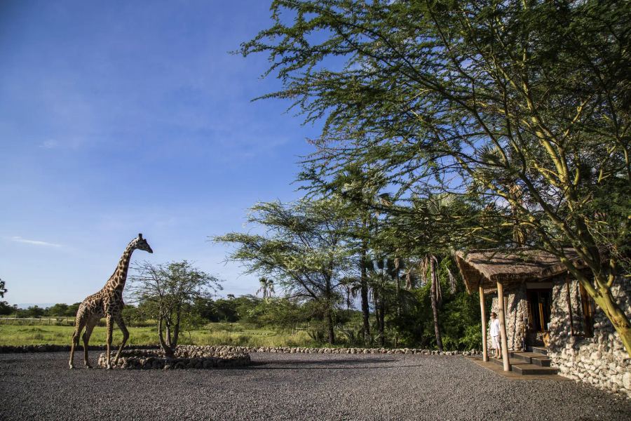 5-Day Ultra-Lux Fly-In Lake Manyara Safari