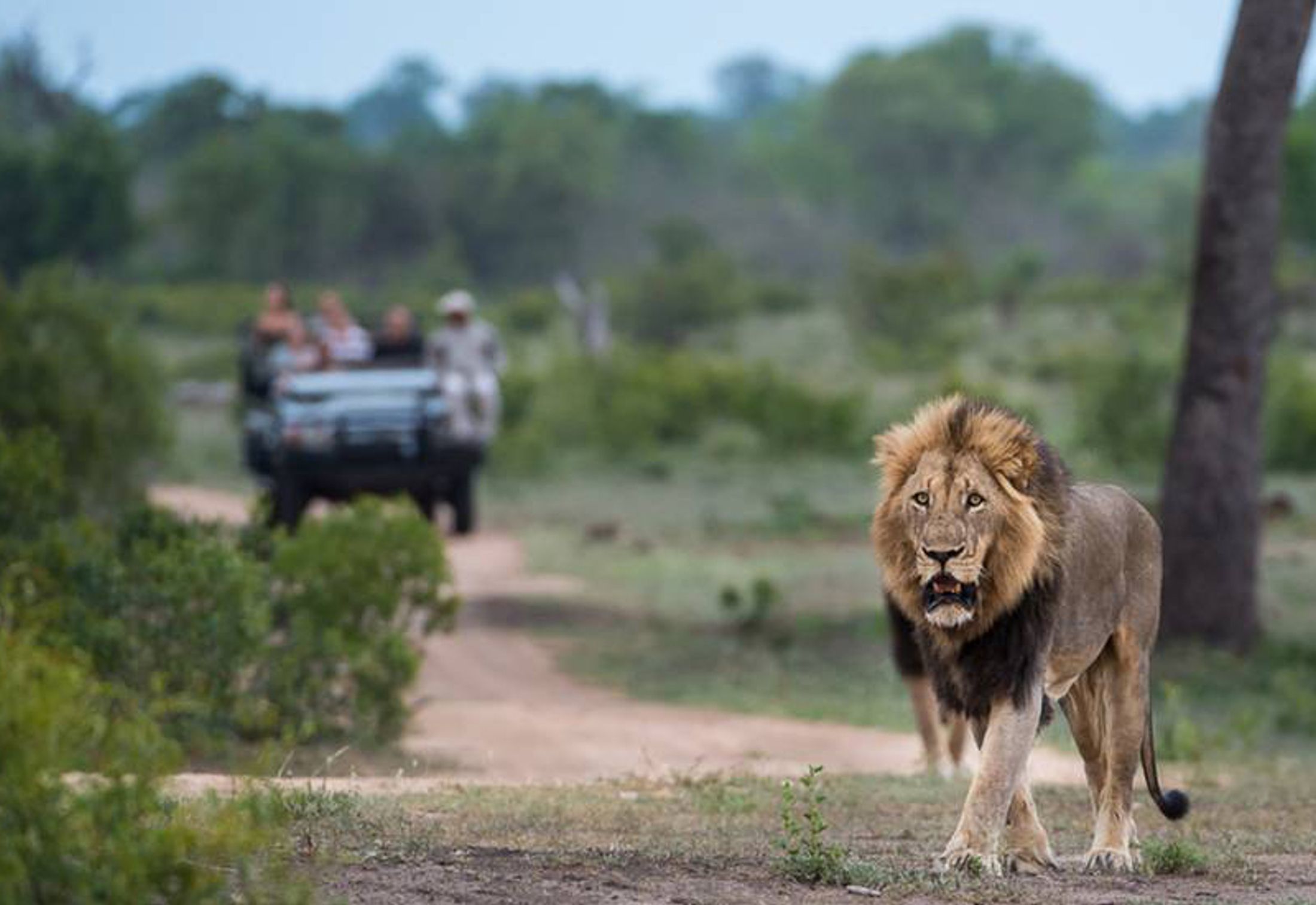 Best Big 5 Safaris in South Africa