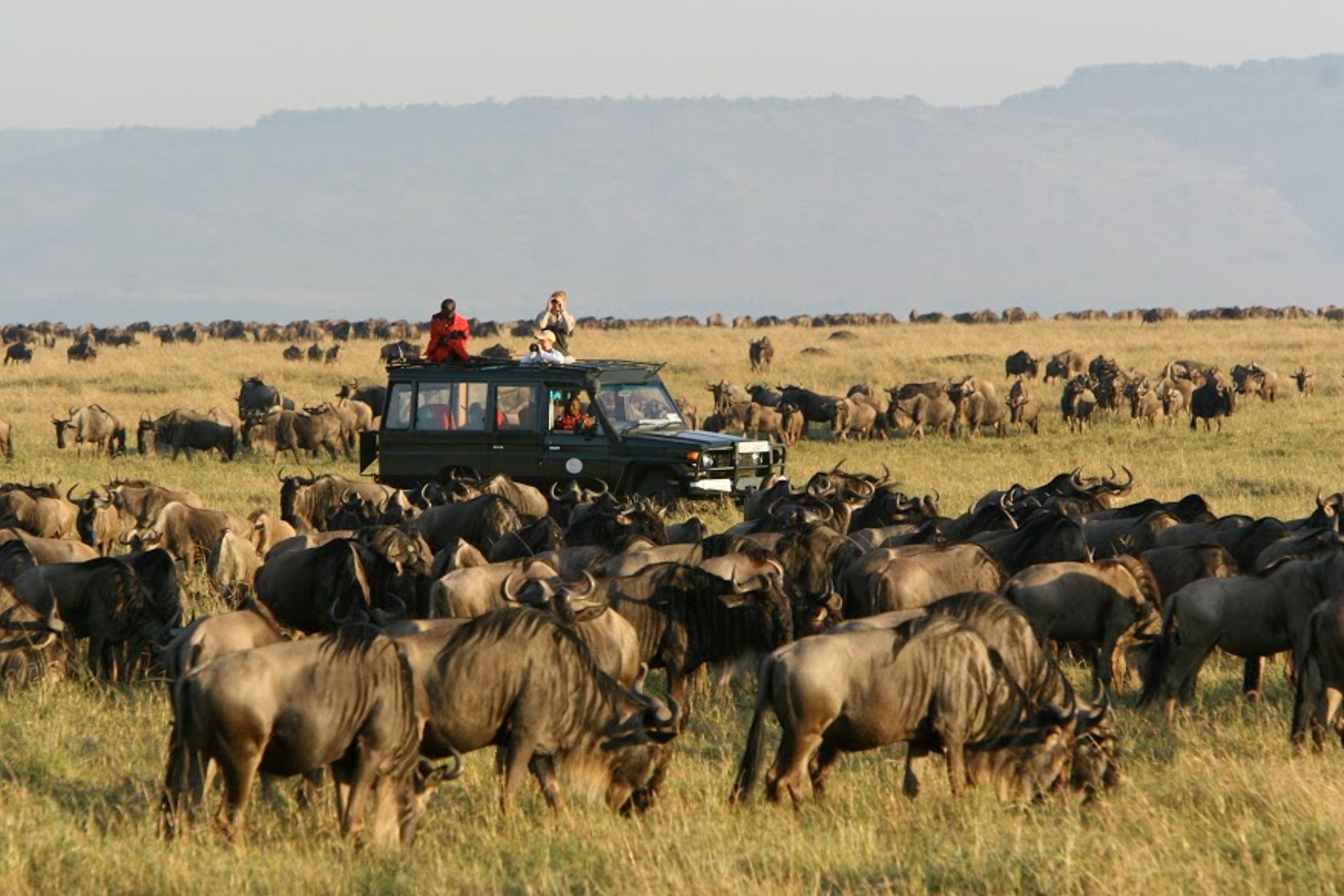 The Greatest Mammal Migration: What? When? Where?