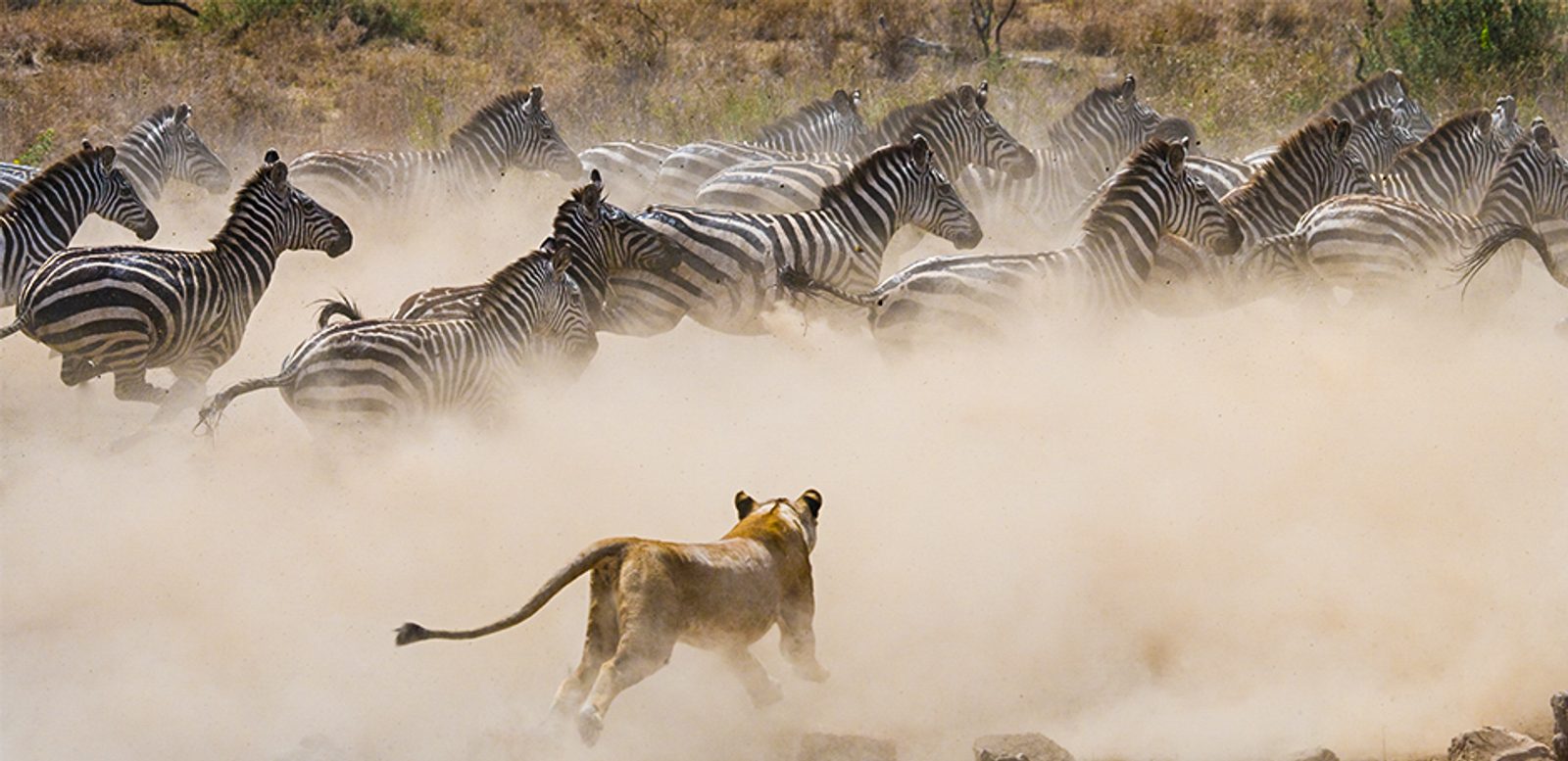 A lioness attacks a zebra herd during The Great Migration, Serengeti National Park, Tanzania.