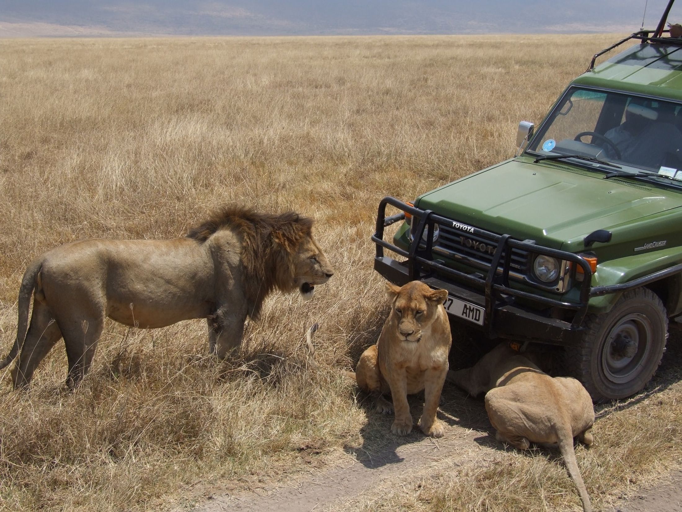 How to Feel Safe on a Safari