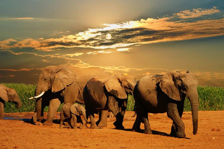 South Africa