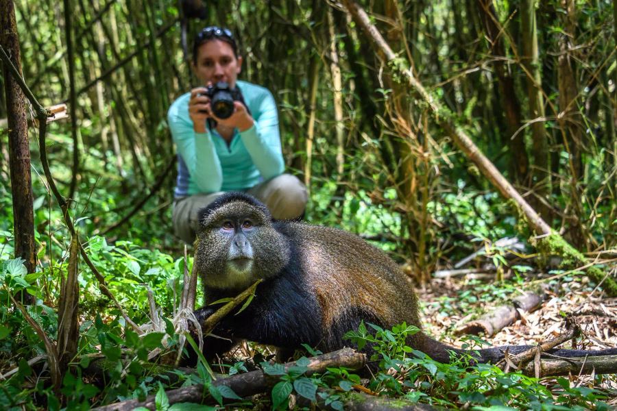 Wilderness Bisate Lodge 