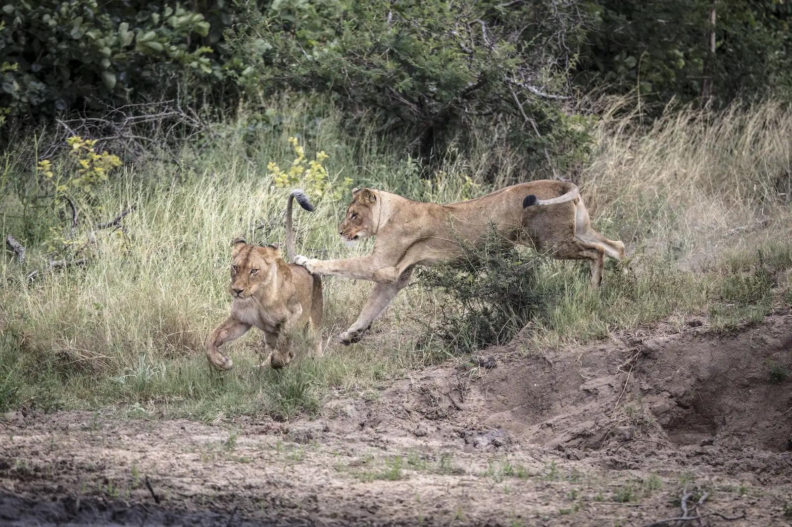 7 Day Timeless Kruger & Cape Town Safari